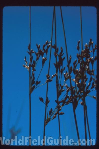 Top Of Plant<br>(Location of Picture: Green Lake, Washington, USA)<br>(Location of Picture: Sweden, Europe)