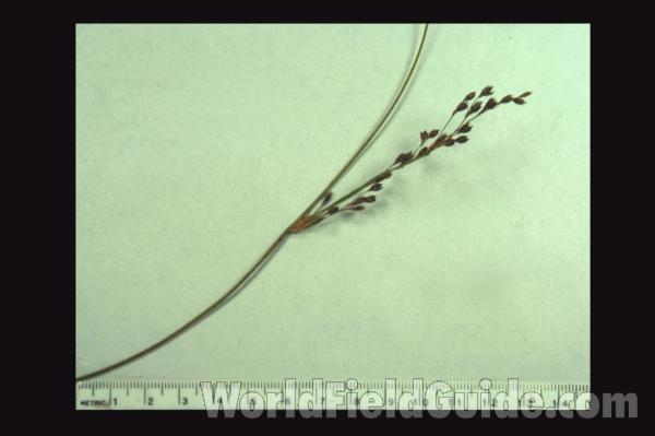 Top Of Plant<br>(Location of Picture: Green Lake, Washington, USA)<br>(Location of Picture: Sweden, Europe)