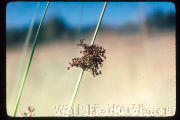Top Of Plant<br>(Location of Picture: Green Lake, Washington, USA)<br>(Location of Picture: Sweden, Europe)
