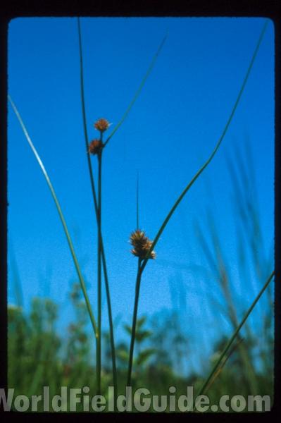 <br>(Location of Picture: Illinois, USA)<br>(Location of Picture: Illinois, USA)