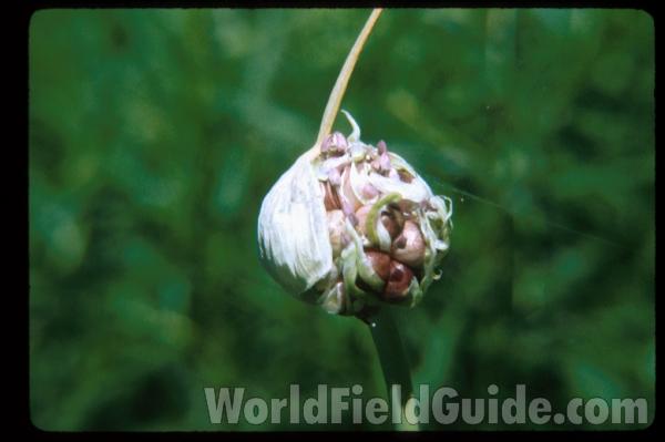 Garlic Head