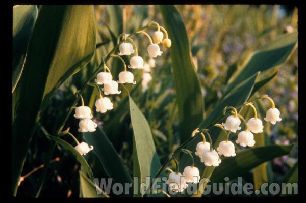 Flower Racemes<br>(Location of Picture: Garden, Round Lake, Illinois, USA)