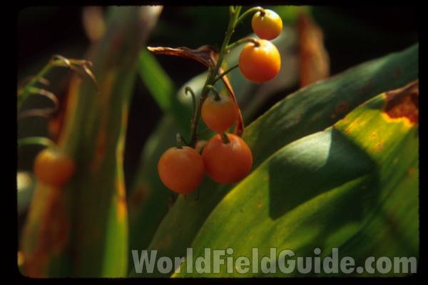 Fruits<br>(Location of Picture: Garden, Round Lake, Illinois, USA)