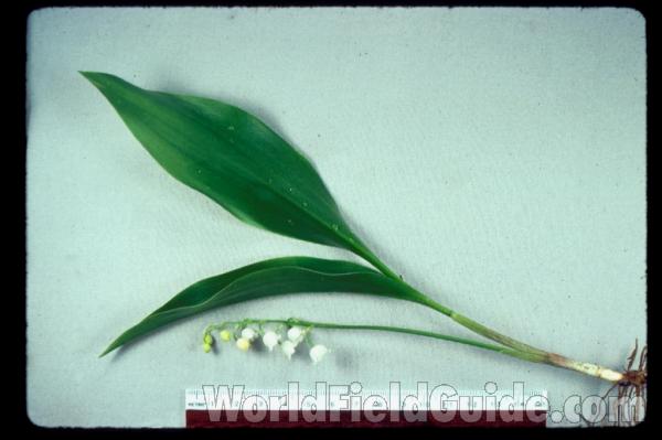 Leaves and Flowers - Mounted<br>(Origin of the Specimen: Garden, Round Lake, Illinois, USA)
