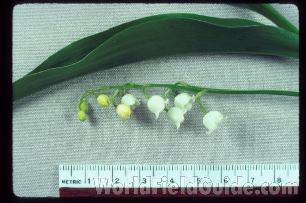 Leaves and Flowers - Mounted Close View<br>(Origin of the Specimen: Garden, Round Lake, Illinois, USA)