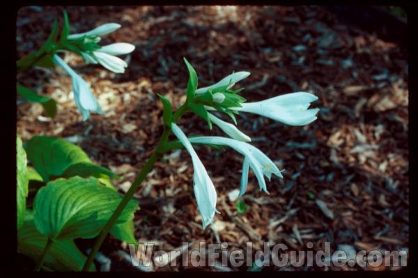 Flower - Side View<br>(Location of Picture: Garden, Round Lake, Illinois, USA)