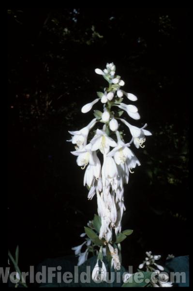 Flower Raceme<br>(Location of Picture: Garden, Chicago, Illinois, USA)