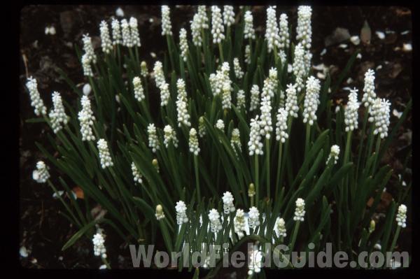 Multiple Plants in  Bloom<br>(Location of Picture: Chs, Glencoe, Il, USA)