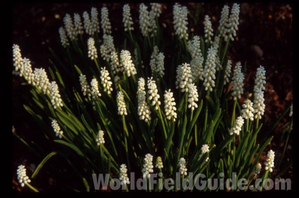 Multiple Plants in  Bloom - #2<br>(Location of Picture: Chs, Glencoe, Il, USA)
