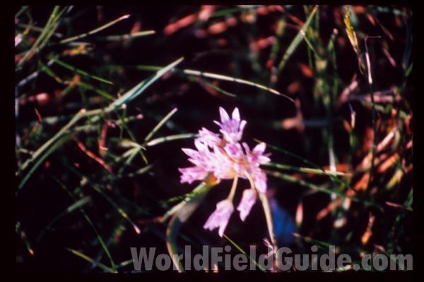 Flowers - Alernate View<br>(Location of Picture: Washington, USA)