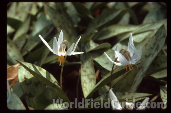 Flowers - Side View<br>(Location of Picture: Round Lake, Illinois, USA)