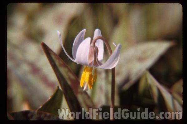Flower - Side View<br>(Location of Picture: Round Lake, Illinois, USA)