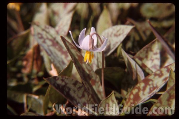 Leaves and Flower<br>(Location of Picture: Round Lake, Illinois, USA)