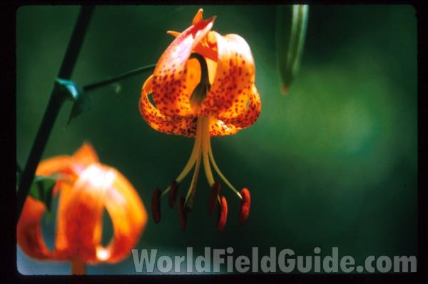 Flower - Side View #2<br>(Location of Picture: Oregon, USA)