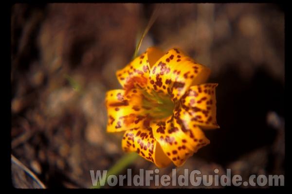 Flower - Front View<br>(Location of Picture: Washington, USA)