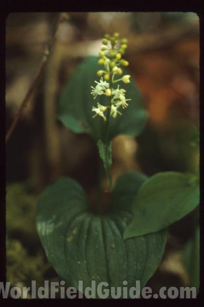 Flowers - Side View<br>(Location of Picture: Washington, USA)