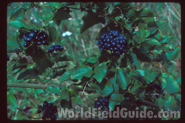 Ripe Fruits<br>(Location of Picture: Illinois)