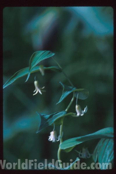 Flowers and Leaves<br>(Location of Picture: Alaska, USA)