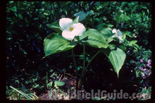 Silhouette in  Bloom<br>(Location of Picture: Garden, Round Lake, Illinois, USA)
