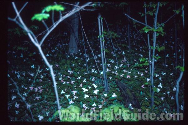 Habitat View<br>(Location of Picture: Riverwoods, Illinois, USA)