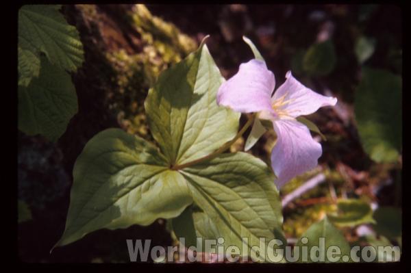Top Of Plant in  Bloom<br>(Location of Picture: Whitefish Bay, Wisconsin, USA)