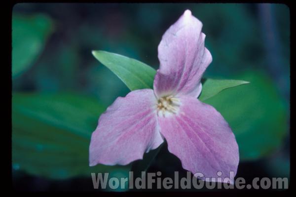 Pink Flower - Front View<br>(Location of Picture: Riverwoods, Illinois, USA)