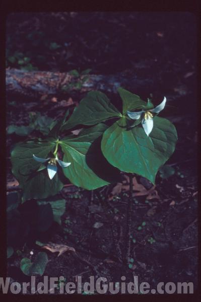 Plants in  Bloom<br>(Location of Picture: Garden, Chicago, Illinois, USA)