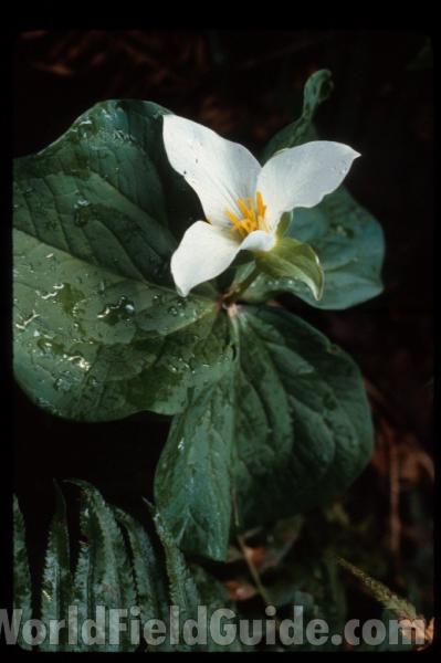 Silhouette in  Bloom<br>(Location of Picture: Washington, USA)