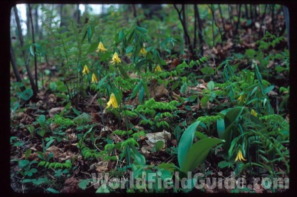 Habitat<br>(Location of Picture: Northern Wisconsin, USA)