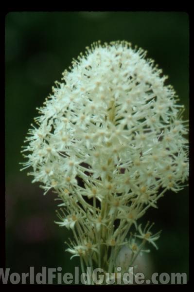Flower Head<br>(Location of Picture: Washington, USA)