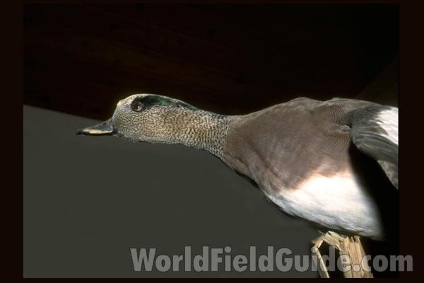 Taxidermy Specimen<br>(Location of Picture: Field Musuem of Chicago)