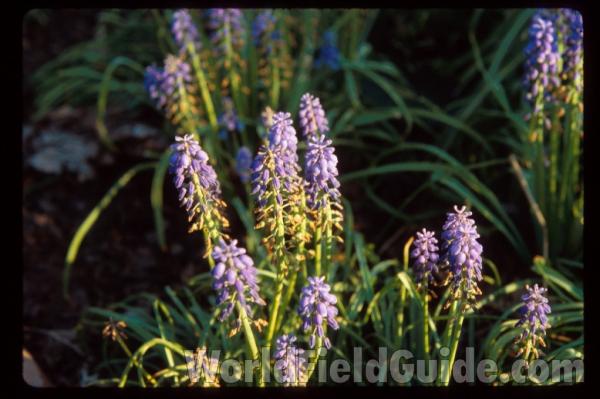 Flower Spikes<br>(Location of Picture: Glencoe Botanic Gardens, Il, USA)