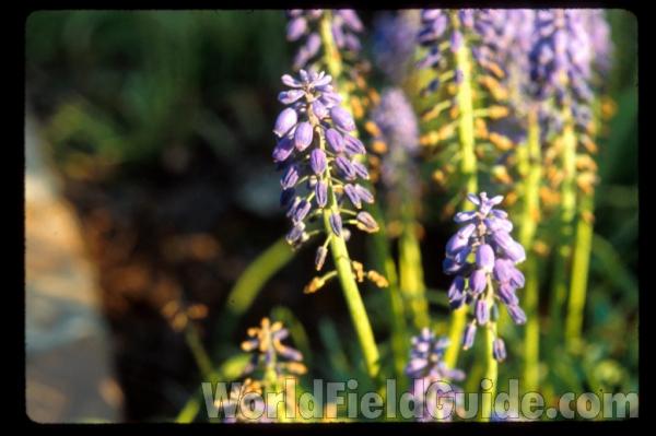 Flowers<br>(Location of Picture: Glencoe Botanic Gardens, Il, USA)