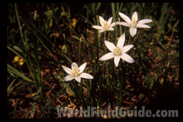 Top Of Plants in  Bloom<br>(Location of Picture: Garden, Round Lake, Illinois)