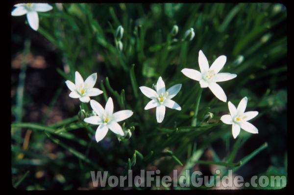 Flowers<br>(Location of Picture: Garden, Round Lake, Illinois)