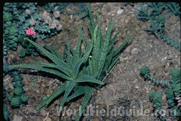 Silhouette<br>(Location of Picture: Milwaukee Conservatory, Wi , USA)