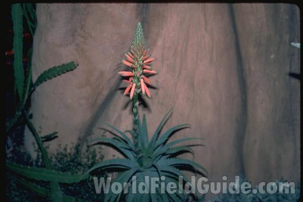 Top Ofplant in  Bloom<br>(Location of Picture: Milwaukee Conservatory, Wi, USA)