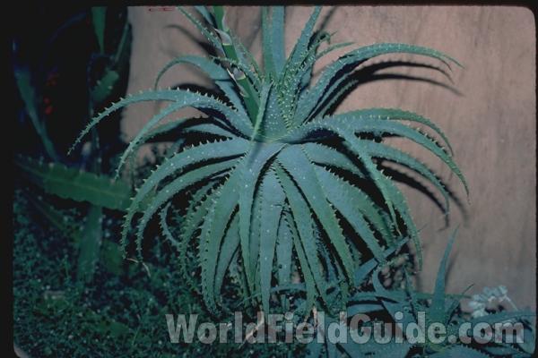 Basal Leaves<br>(Location of Picture: Milwaukee Conservatory, Wi, USA)