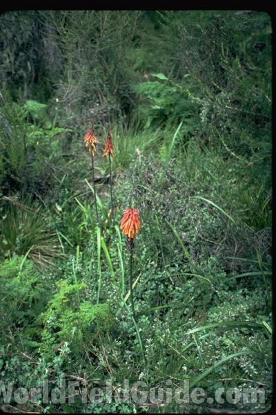 Plants in  Bloom - Habitat<br>(Location of Picture: Kenya, Africa)