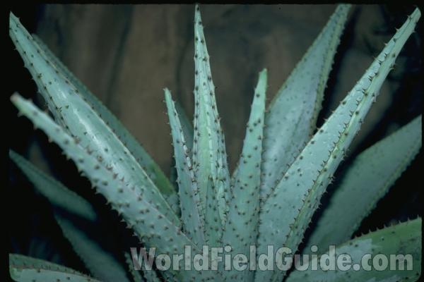 Leaves - Close View<br>(Location of Picture: Milwaukee Conservatory, Wi, USA)