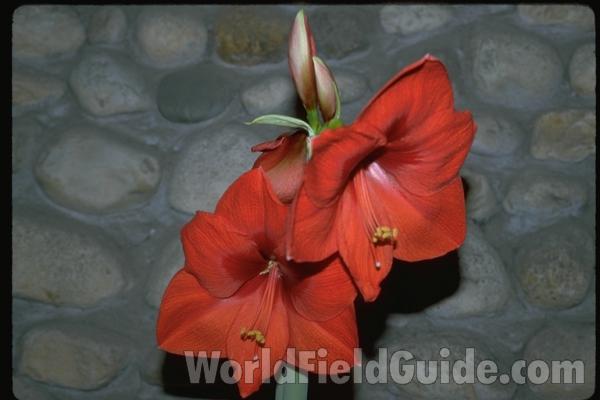 Top Of Plant in  Bloom<br>(Location of Picture: In A Home From A Commerical Bulb)