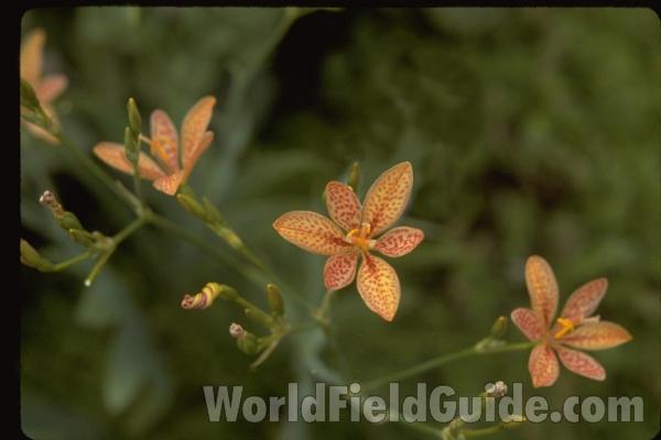 Flower<br>(Location of Picture: Glencoe Botanic Gardens, Il, USA)