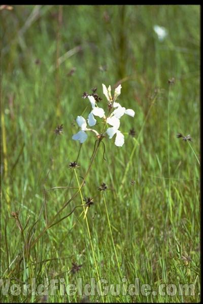 Flower<br>(Location of Picture: Kenya)