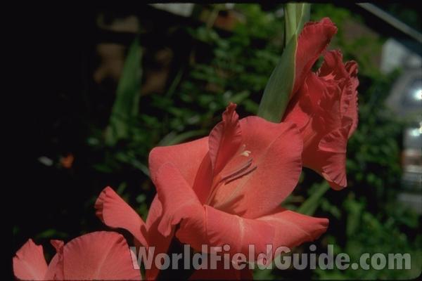 Flower<br>(Location of Picture: Garden, Round Lake, Illinois, USA)