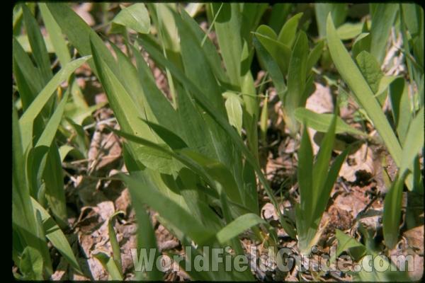 Leaves<br>(Location of Picture: Door County, Wisconsin, USA)