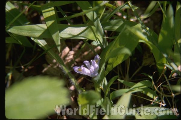 Flower<br>(Location of Picture: Door County, Wisconsin, USA)