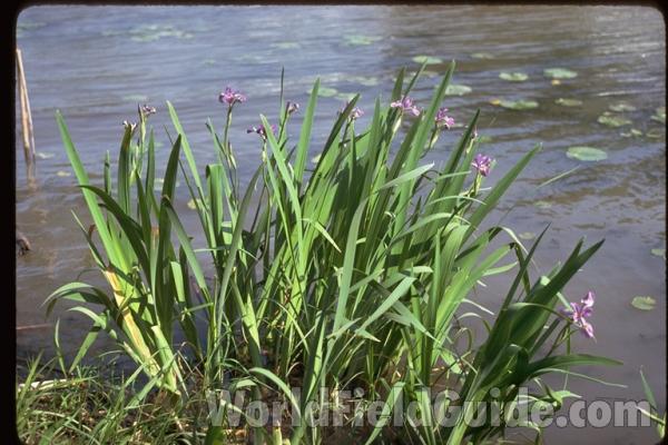 Habitat View<br>(Location of Picture: Round Lake, Illinois, USA)