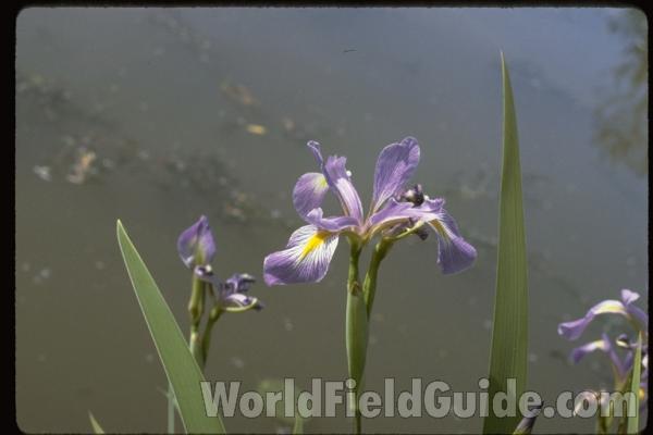 Flower - Side View<br>(Location of Picture: Round Lake, Illinois, USA)
