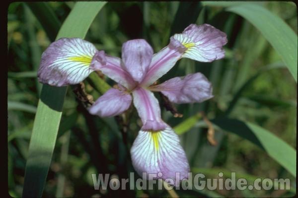 Flower - Front View<br>(Location of Picture: Round Lake, Illinois, USA)