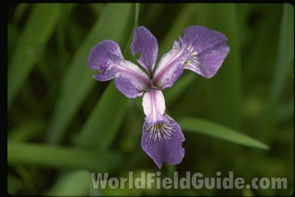 Flower - Top View<br>(Location of Picture: Schuyler, New York, USA)